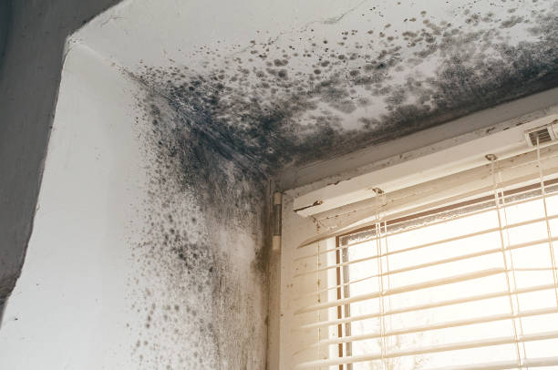 Affordable Basement Mold Removal solutions in Dayton, WA