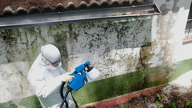 Top rated local Basement Mold Removal specialists in Dayton, WA